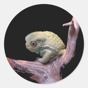 Adesivo Redondo Sapo Waxy do macaco