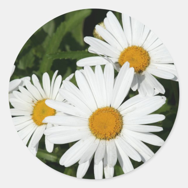 Adesivo Redondo Saquetas Shasta Daisy (Frente)
