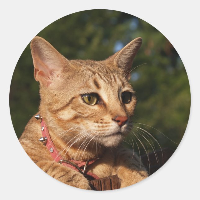 Adesivo Redondo Savannah Cat Round Sticker (Frente)