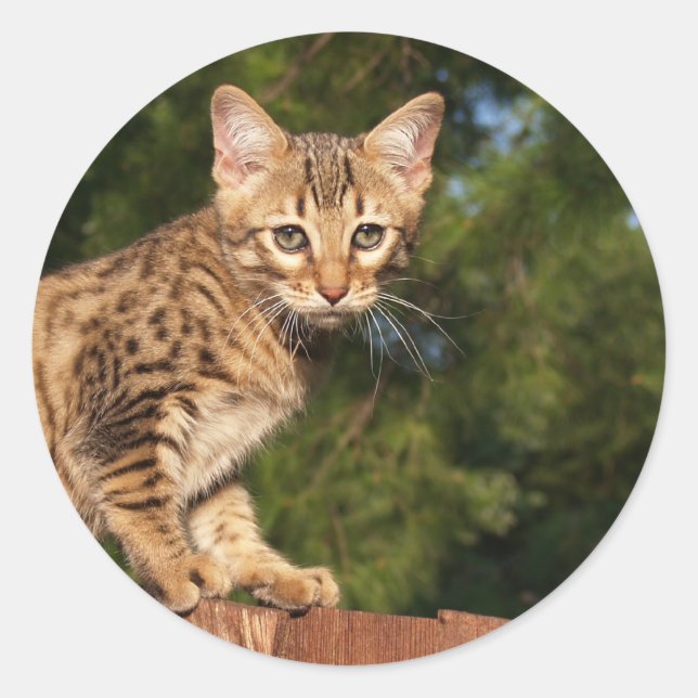 Adesivo Redondo Savannah Cat Round Sticker (Frente)