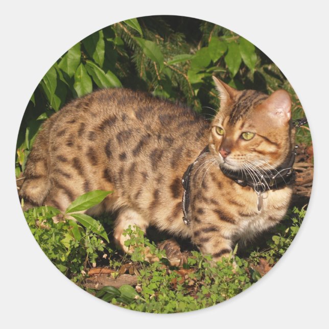 Adesivo Redondo Savannah Cat Round Sticker (Frente)