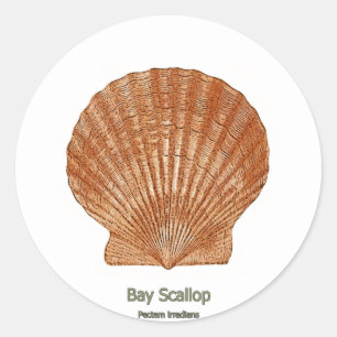 Adesivo Redondo Scallop Shell da baía