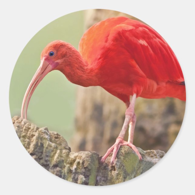 Adesivo Redondo Scarlet Ibis Bird Sticker (Frente)