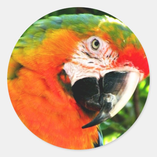 Adesivo Redondo Scarlet Macaw Stickers (Frente)