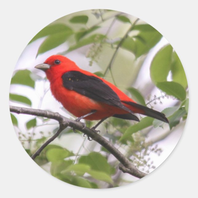 Adesivo Redondo Scarlet Tanager (Frente)
