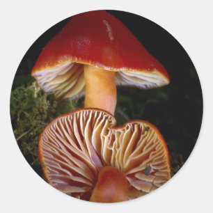 Adesivo Redondo Scarlet Waxcap Mushroom