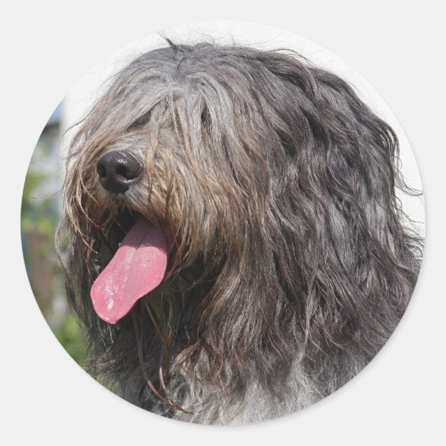 Adesivo Redondo schapendos (Frente)