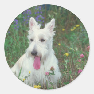 Adesivo Redondo Scottish Terrier de Wheaton
