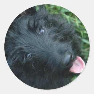 Adesivo Redondo Scottish Terrier na grama - Scotty bonito