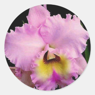 Adesivo Redondo Sdorquidea