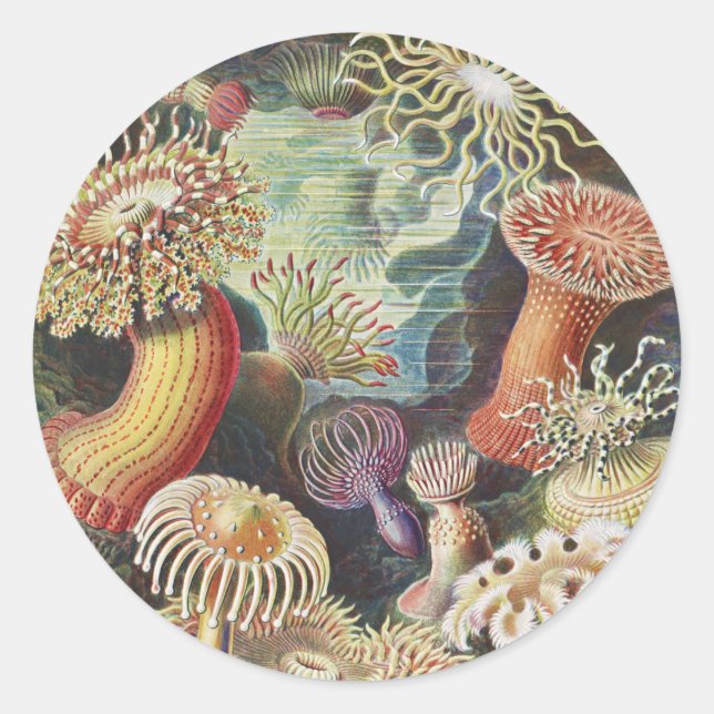 Adesivo Redondo Sea Anemones, Actiniae Seeanemonen Ernst Haeckel (Frente)