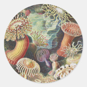 Adesivo Redondo Sea Anemones, Actiniae Seeanemonen Ernst Haeckel