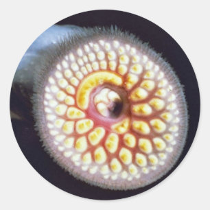 Adesivo Redondo Sea Lamprey