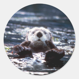 Adesivo Redondo Sea Otter Natação