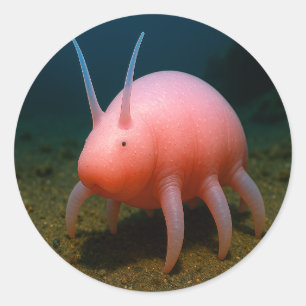 Adesivo Redondo Sea Pig Surpresa