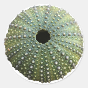 Adesivo Redondo Sea Urchin Shell