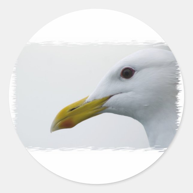 Adesivo Redondo Seagull amigável? (Frente)
