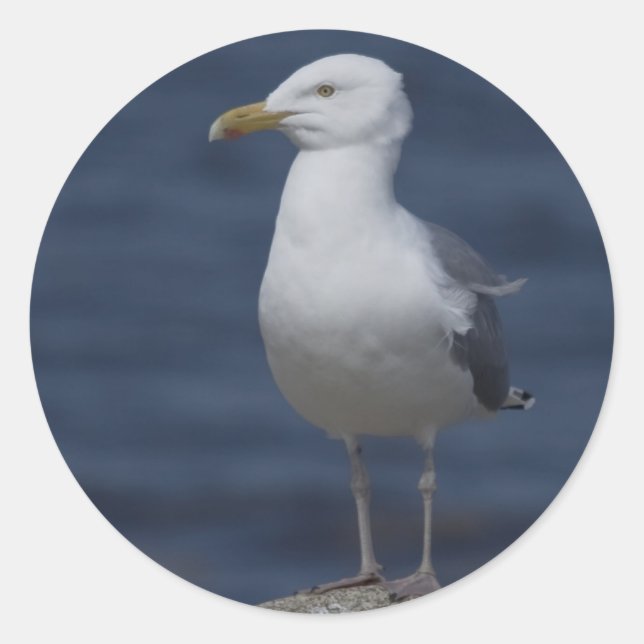 Adesivo Redondo Seagull On Rock (Frente)