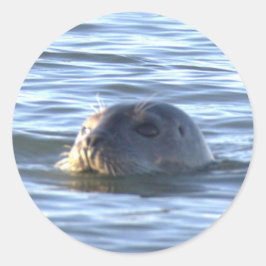 Adesivo Redondo Seal Swimming in Ocean Stickers