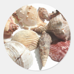 Adesivo Redondo Seashells