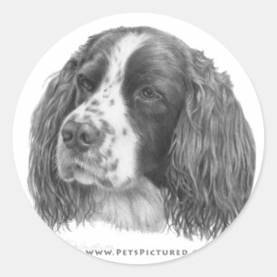 Adesivo Redondo Sebastian, Spaniel de Springer inglês