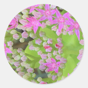 Adesivo Redondo Sedum Suculto Rosa Quente com Folhas Verdes Inchad
