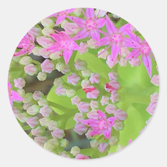 Adesivo Redondo Sedum Suculto Rosa Quente com Folhas Verdes Inchad (Frente)