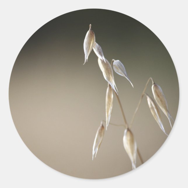 Adesivo Redondo Seletor de envolvente de Ote Selvagem (Frente)