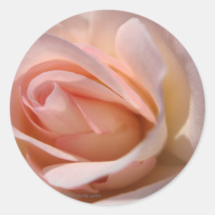 Adesivo Redondo Selo de Convite Rosa Rosa Rosa Rosa Rosa Rosa
