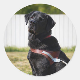 Adesivo Redondo Selo de Envelope de Cão Guia – Labrador Preto Sabe