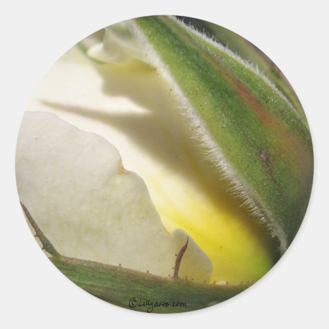 Adesivo Redondo Selo de Envelope de Casamento Rosa Branca (Frente)