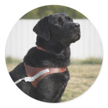 Selo de Envelope de Formatura de Cão Guia Labrador