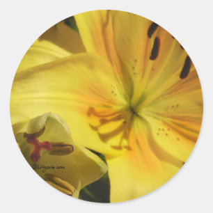 Adesivo Redondo Selo de Envelope Lily Amarelo