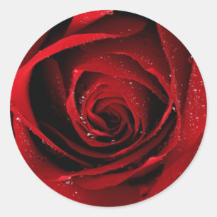 Adesivo Redondo Selos da rosa vermelha