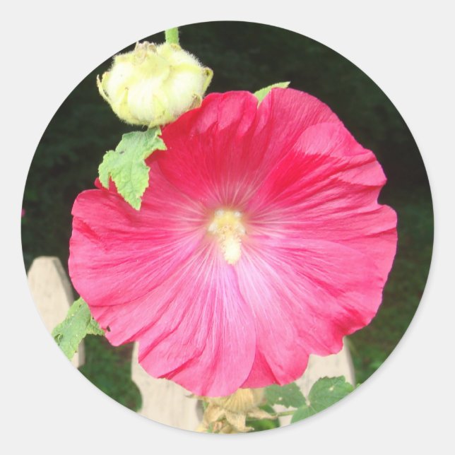 Adesivo Redondo Selos do Hollyhock (Frente)