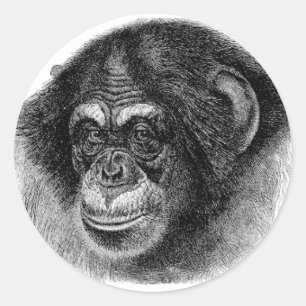 Adesivo Redondo Selva de Joias