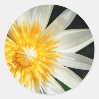 Adesivo Redondo Senhorita Luz do sol