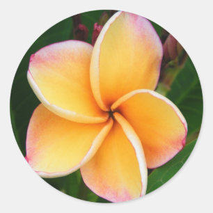 Adesivo Redondo Sentidos tropicais