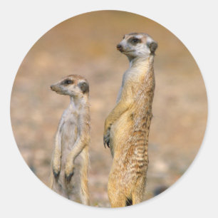 Adesivo Redondo Sentinelas do Meerkat (Suricata Suricatta), Karas