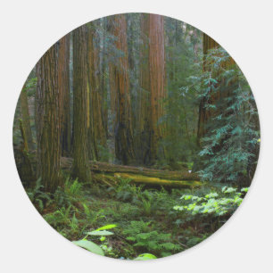 Adesivo Redondo Sequóias em Muir Woods National Park