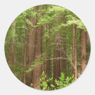 Adesivo Redondo Sequoias Vermelhas no Monumento Nacional de Muir W