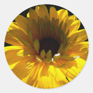 Adesivo Redondo Serene Sunflower