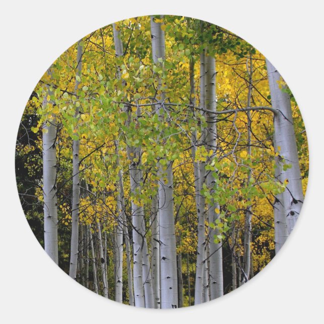 Adesivo Redondo Serenidade no Aspen Dourado e Verde (Frente)