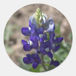 Adesivo Redondo Série #9 da fotografia dos Bluebonnets de Texas