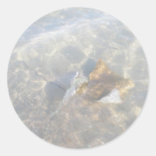 Adesivo Redondo Série Cownose Stingray OBX