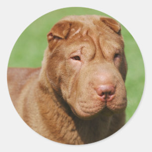 Adesivo Redondo Shar Pei