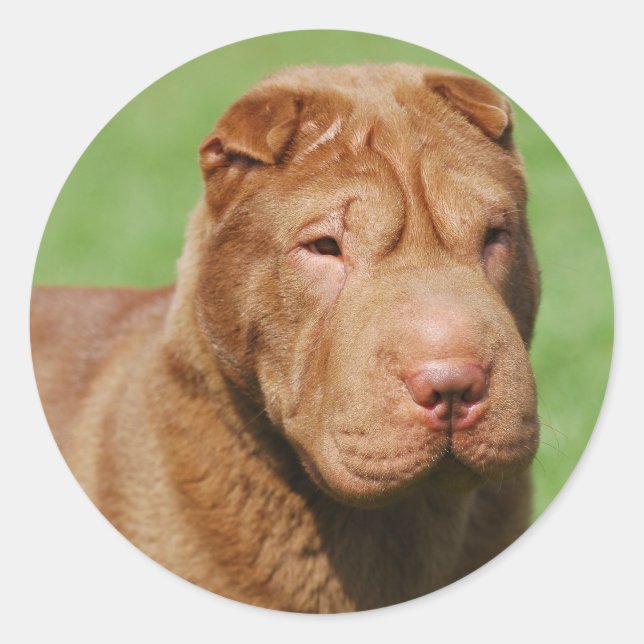 Adesivo Redondo Shar Pei (Frente)