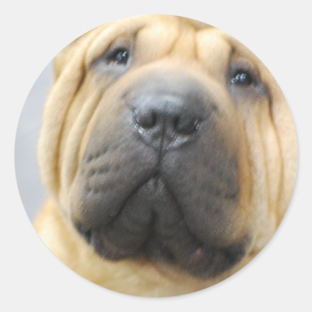 Adesivo Redondo Shar Pei com Sticks Winkles (Frente)