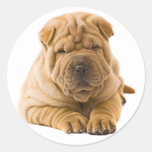 Adesivo Redondo Shar Pei Puppy Dog Sticker / Selos (Frente)