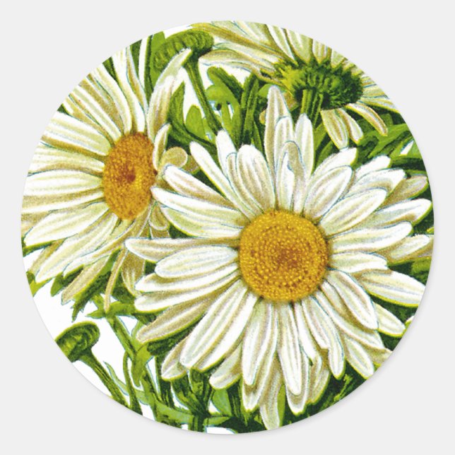 Adesivo Redondo Shasta Daisy Vintage Seed Packet (Frente)